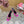 DC Rhinestone Buckle Mules Fuchsia Silk & Sheepskin 926020