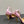 CC 25 Flower Rose Pumps Pink Silk 337168
