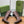 GG 26s Signoria Long Boot 4.5cm Brown Cowhide 997214