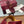 GG Horsebit Thong Flat Sandals Burgundy Sheepskin Suede 646471