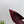 PRA 26SS Slingback 75 Burgundy Suede 592344