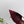 PRA 26SS Pumps 75 Burgundy Suede 592350