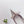 PRA 26SS Pump 55 Ivory Beige Cowhide 592406