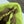 Loewe Flamenco Purse 23 Lime Lambskin Ghw