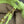 Loewe Flamenco Purse 30 Lime Lambskin Ghw