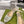 METALIC SLINGBACK FLATS IN PISTACHIO GREEN CALFSKIN