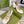 HORSEBIT MARY JANE HEEL IN WHITE CALFSKIN