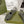 GC 25 Black Double G Sandal Dark Green Rubber 292428
