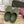 GC 25 Horsebit Mule Green Monogram Canvas