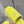Miu Slippers Lemon Yellow Wool Fabric