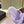 CC 26s Dad Platform Sandal Mule Light Purple Sheepskin 762872
