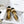 CC 25 Marry Jane Beige Imported Cowhide 300175