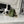 Chanel 25 Pearl Crush Square Flap Bag 17cm Dark Green Lambskin 323088