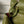 CC Croc Embossed Flap Bag 32cm Olive Imported Leather