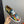 HM Men's Derby Shoes Multicolor Cowhide 445556
