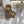 GG Horsebit Snow Beige Black Suede Fleece 576257
