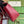 gg marmont 26cm dark red calfskin gold hardware