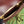 gg marmont 26cm cherry red calfskin gold hardware