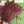 gg marmont 26cm cherry red calfskin gold hardware