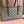 Gucci Ophidia 31cm Bag Ebony Brown Canvas 248566
