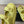 DAD SANDAL IN LEMON YELLOW CALFSKIN