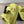 DAD SANDAL IN LEMON YELLOW CALFSKIN MULE