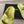 DAD SANDAL IN LEMON YELLOW CALFSKIN MULE