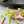 DC 24 Butterfly High Heel Neon Cowhide & Sheepskin 295967