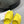 SQUARE-TOE MEDIUM HEEL MULES IN YELLOW CALFSKIN LOGO EMBOSSED