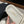 cc dad sandals mule cream raffia canvas