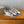 BALL STAR SNEAKERS GLITTER STAR IN BRIGHT GRAY SUEDE AND WHITE CALFSKIN