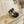 BV 26s Stretch Lace-Up Sandal 9cm Black Metallized Mesh Leather