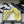 CC 25P Double C 5 Motifs Thongs Sandal Yellow Sheepskin 247693