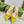 GC Horsebit Slingback Pump 10mm Yellow Canvas Sheepskin 294541