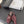CC Half-Slippers Flat Burgundy Suede 717809
