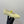 CC Mary Janes In Light Yellow Glossy Lambskin 144382