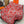 HM Cheval de Coeur Bandana Scarf 140*140cm Red Cashmere Silk 286287