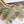 Loro Piana Long Scarf Thyme Cashmere 150405