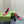 GG 105 HIGH HEEL PUMP FUSCIA LAMBSKIN