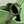 capucines mm 31.5 green taurillon leather turquoise silver hardware