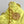 Chanel 25 Hobo Bag 20cm Yellow Canvas 324801