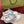 GG Screener Trainer Sneakers White Light Grey Cowhide Frabic 502168