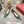 Viv Canard Pumps 55 Black Green Fabric