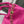 Loewe Flamenco Purse 30 Pink Lambskin Ghw