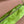 SUEDE BAG 22 BRIGHT LIME GREEN GOLD HARDWARE