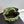 Bottega Veneta 2026 Andiamo Bag Avocado Green Ostrich Leather