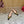 VALENTINO 25S FLAT SLINGBACKS IN DARK BROWN VELVET WITH GOLD HARDWARE
