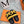 Chypre Sandal Yellow